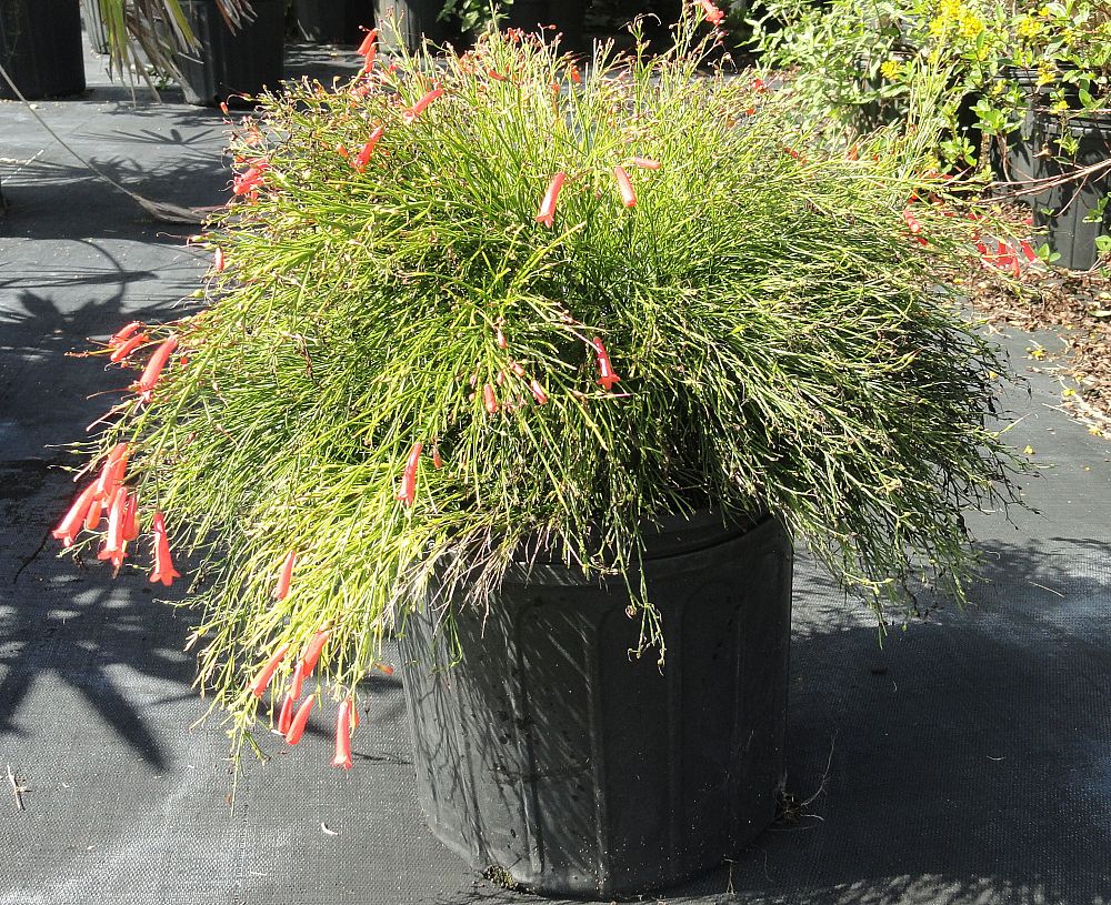 russelia-equisetiformis-firecracker-bush