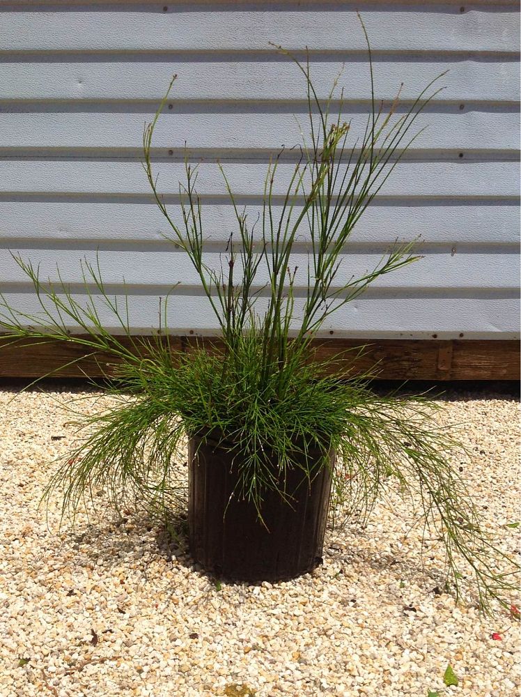 russelia-equisetiformis-firecracker-bush