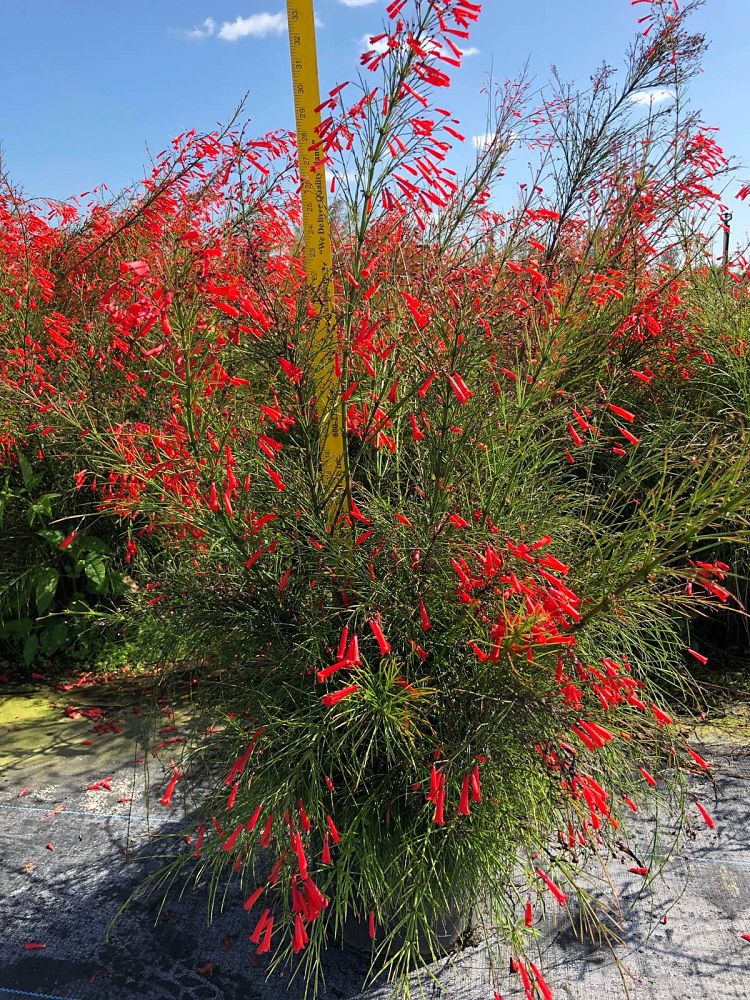 russelia-equisetiformis-firecracker-bush