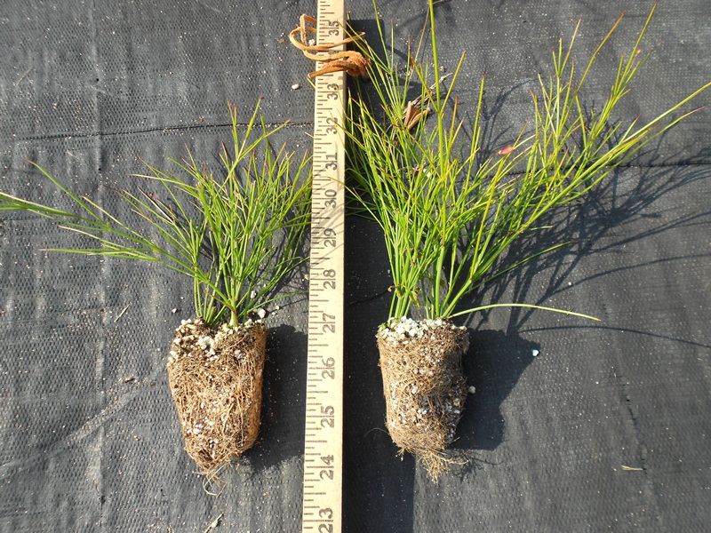 russelia-equisetiformis-firecracker-bush