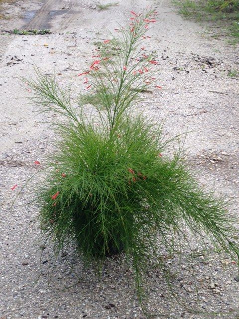russelia-equisetiformis-firecracker-bush