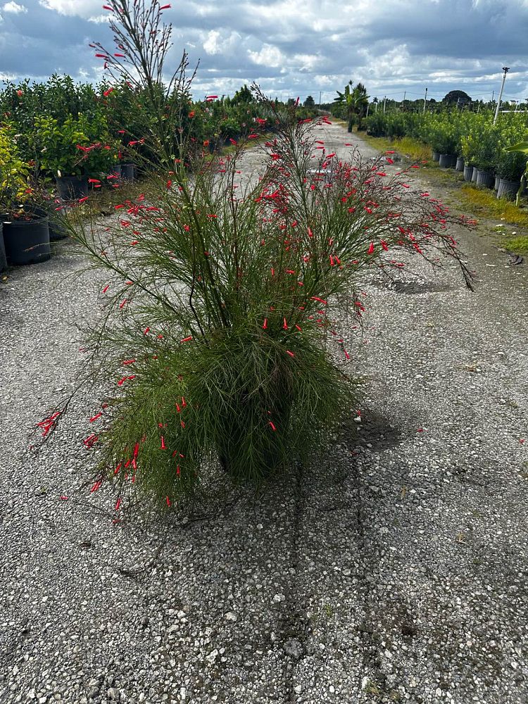 russelia-equisetiformis-firecracker-bush