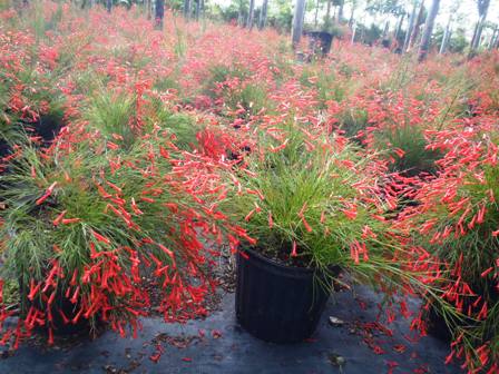 russelia-equisetiformis-firecracker-bush