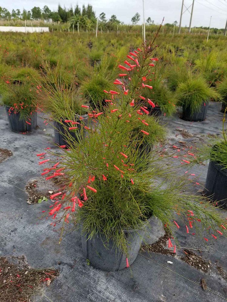 russelia-equisetiformis-firecracker-bush