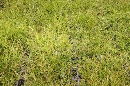 russelia-equisetiformis-firecracker-bush