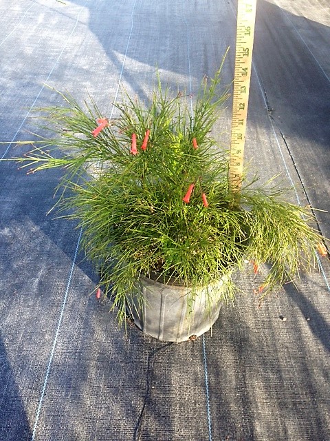 russelia-equisetiformis-firecracker-bush