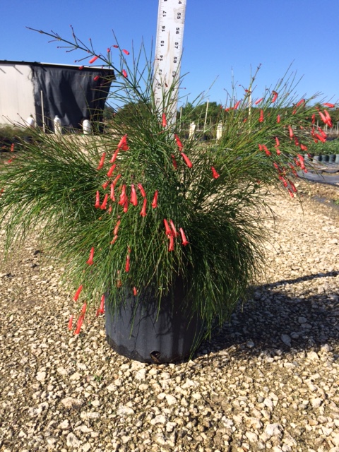 russelia-equisetiformis-firecracker-bush