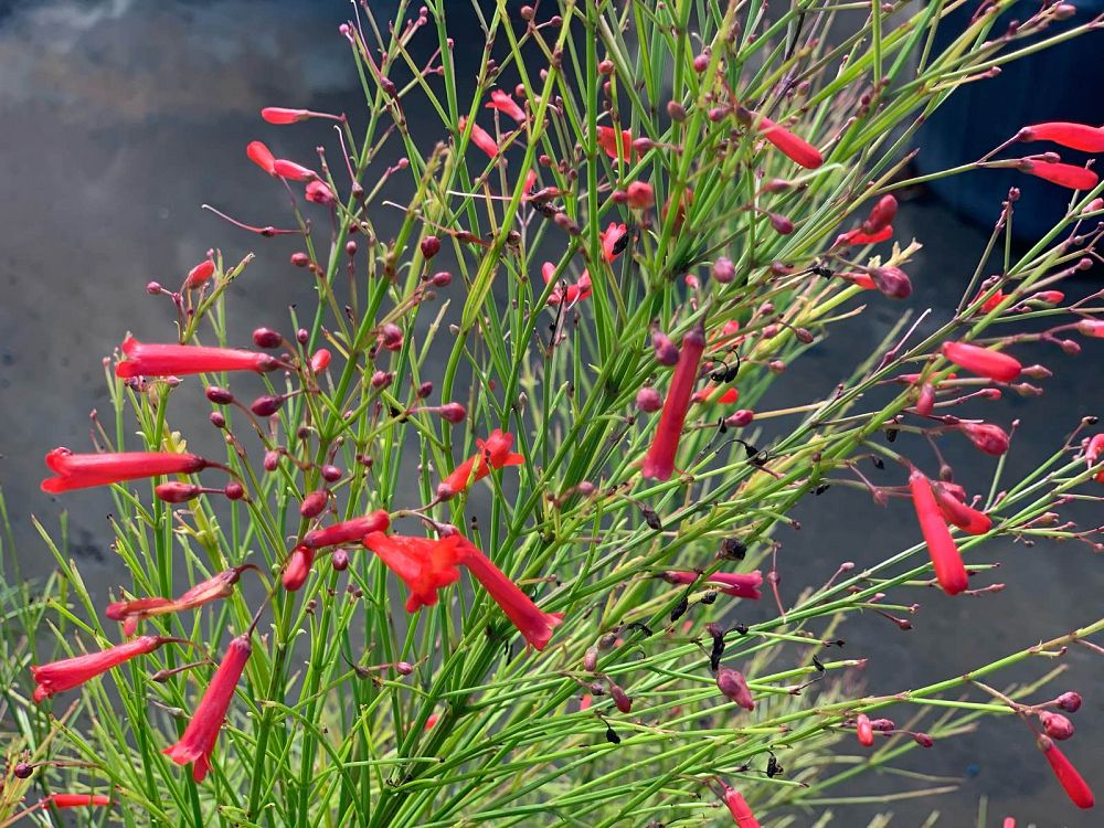 russelia-equisetiformis-firecracker-bush