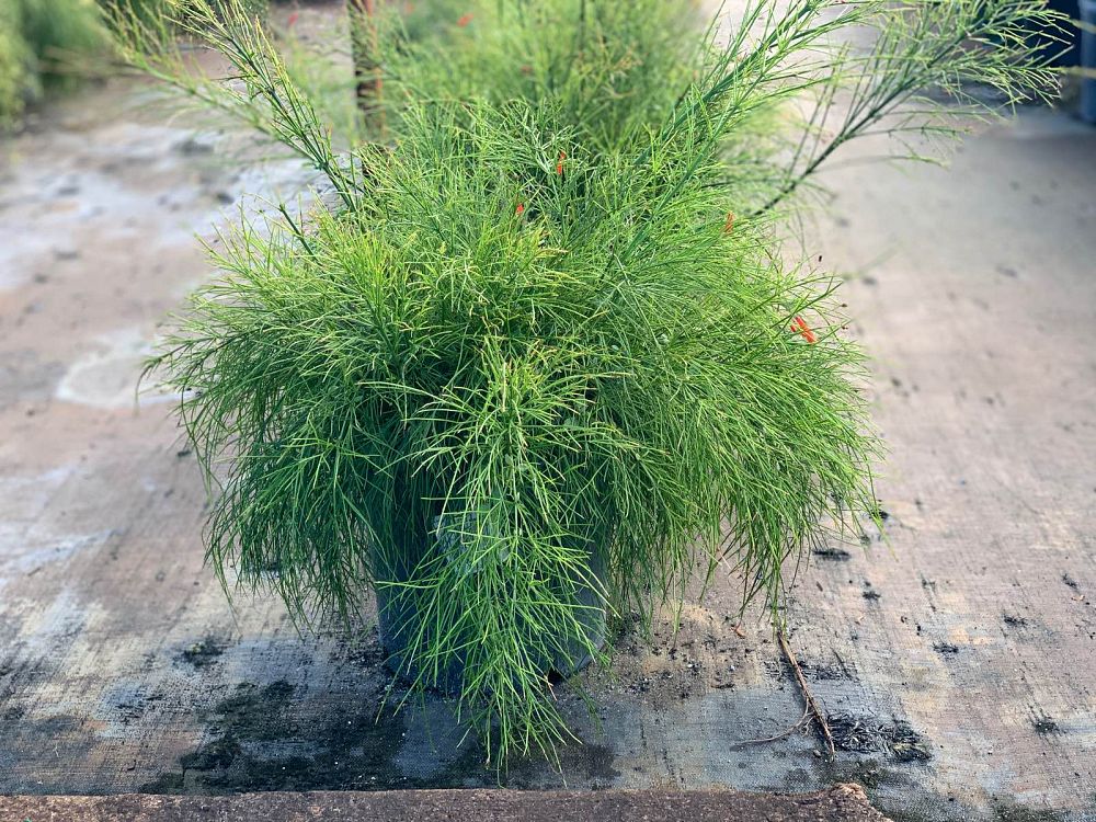 russelia-equisetiformis-firecracker-bush