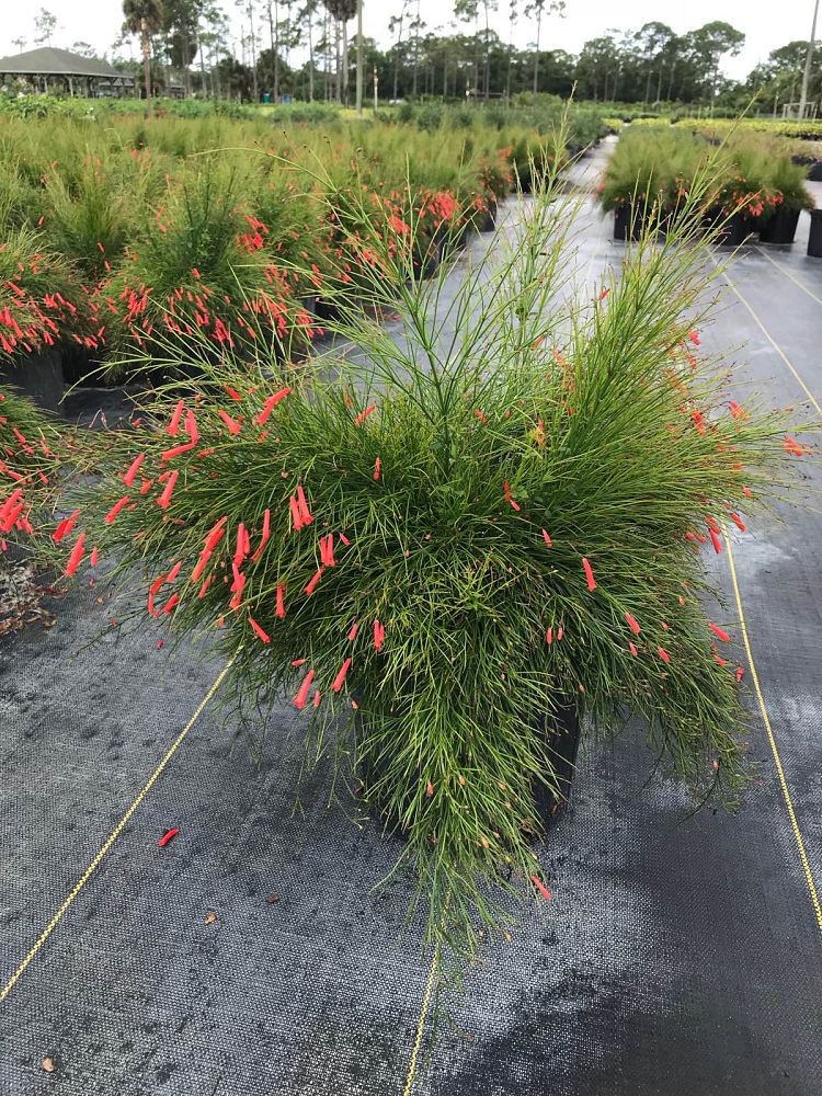 russelia-equisetiformis-firecracker-bush