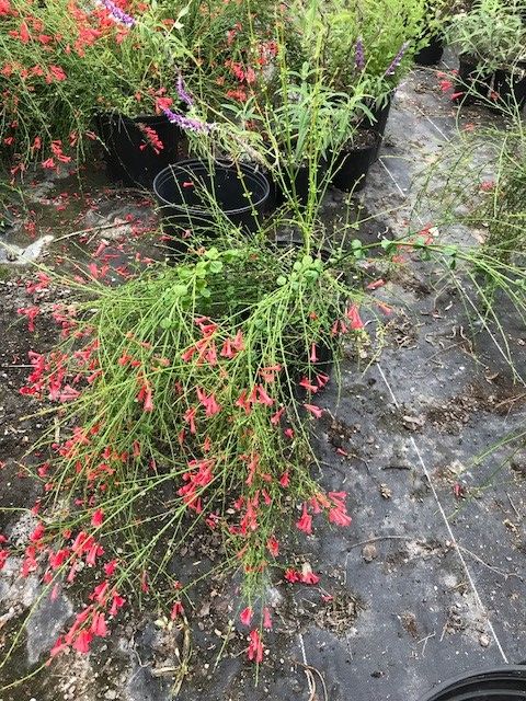 russelia-equisetiformis-firecracker-bush