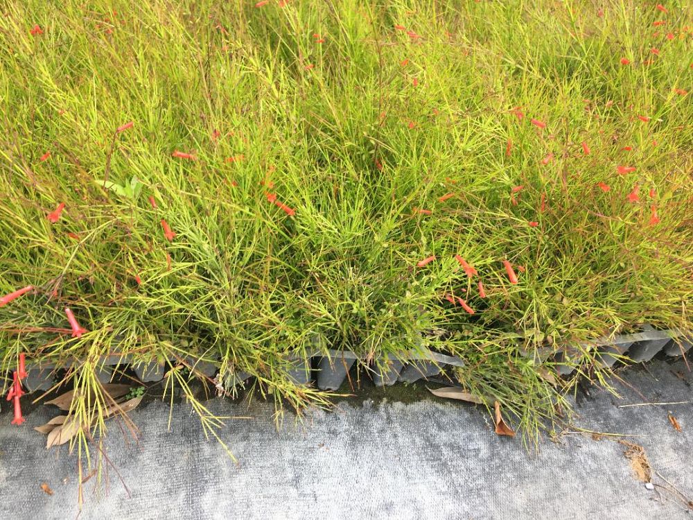 russelia-equisetiformis-firecracker-bush