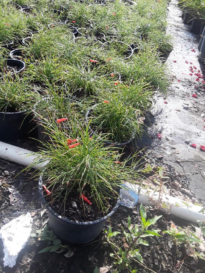 russelia-equisetiformis-firecracker-bush