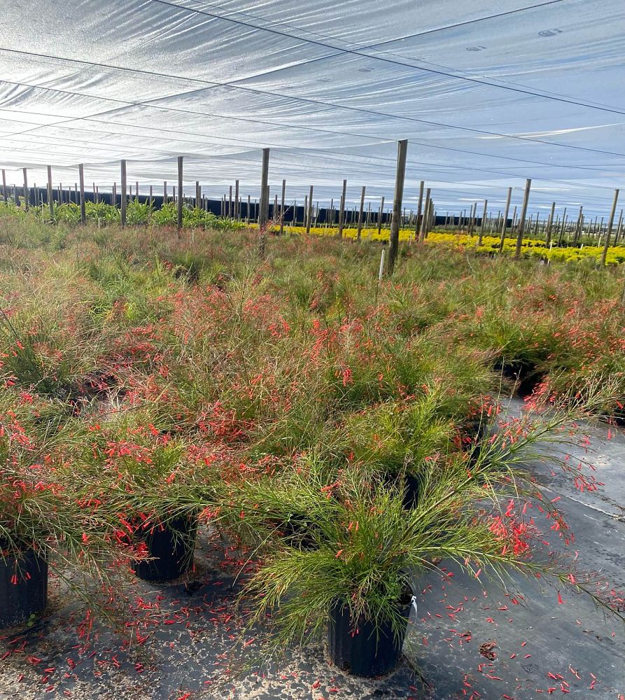 russelia-equisetiformis-firecracker-bush