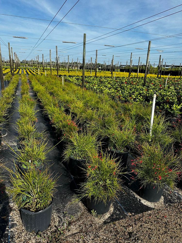 russelia-equisetiformis-firecracker-bush
