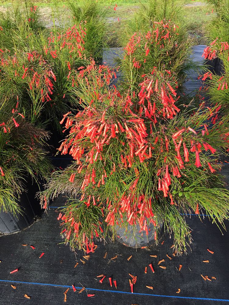 russelia-equisetiformis-firecracker-bush