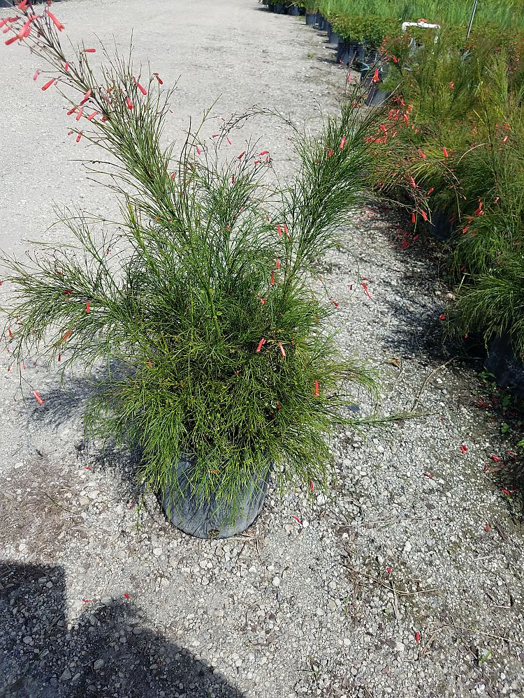 russelia-equisetiformis-firecracker-bush