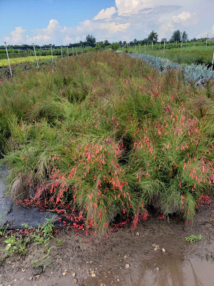 russelia-equisetiformis-firecracker-bush