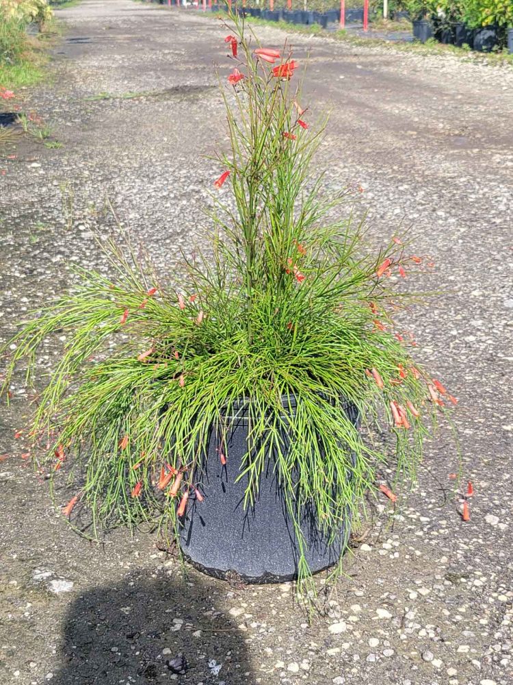 russelia-equisetiformis-firecracker-bush