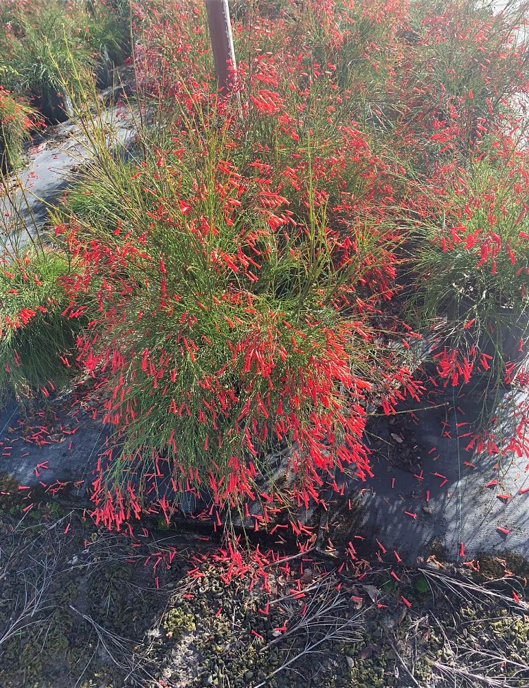 russelia-equisetiformis-firecracker-bush
