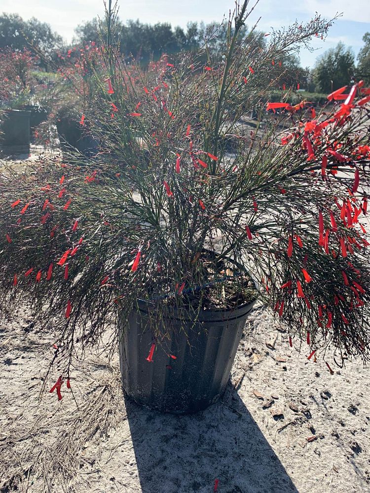 russelia-equisetiformis-firecracker-bush