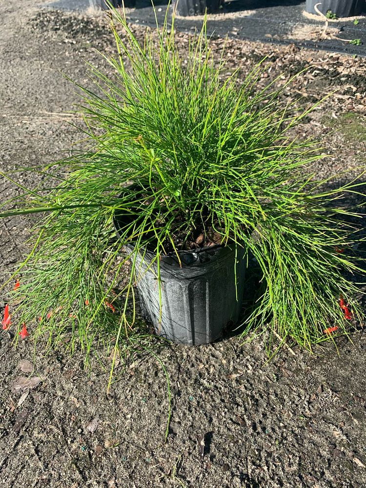 russelia-equisetiformis-firecracker-bush