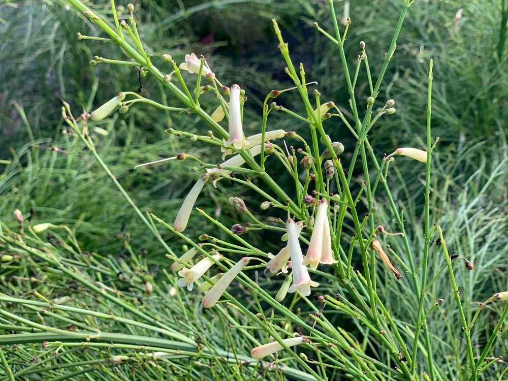 russelia-equisetiformis-firecracker-bush