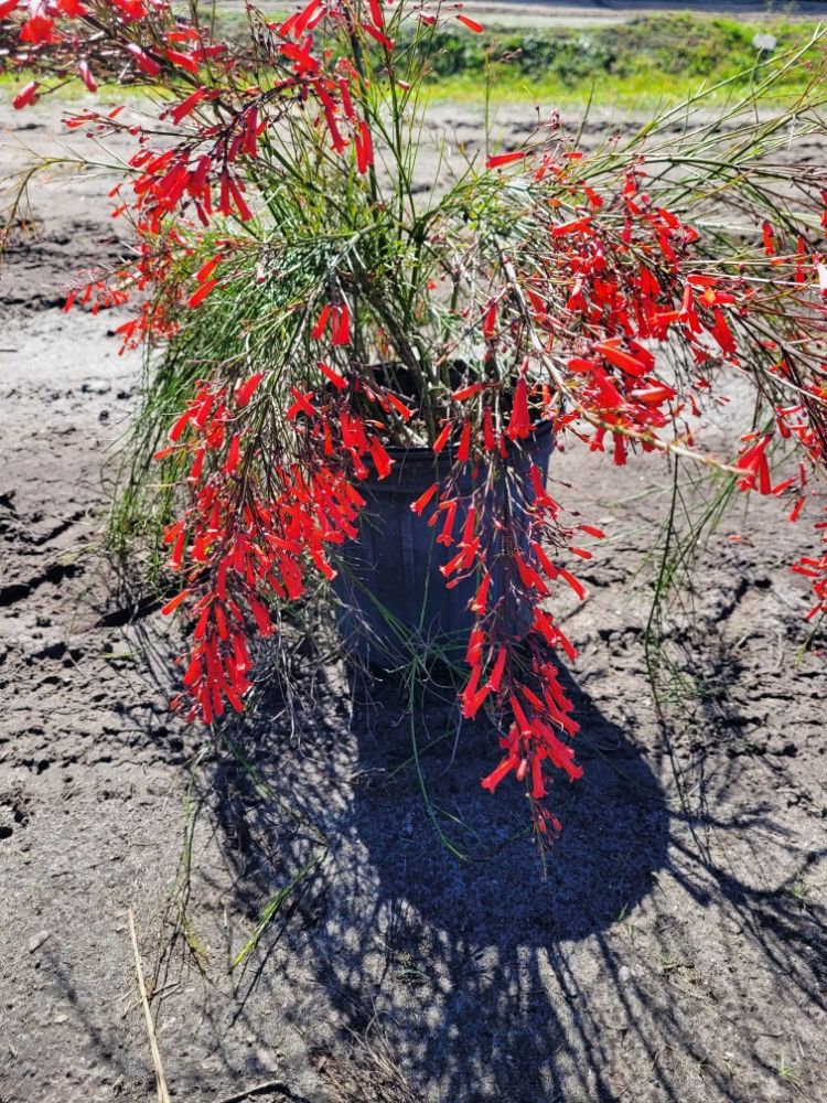 russelia-equisetiformis-firecracker-bush