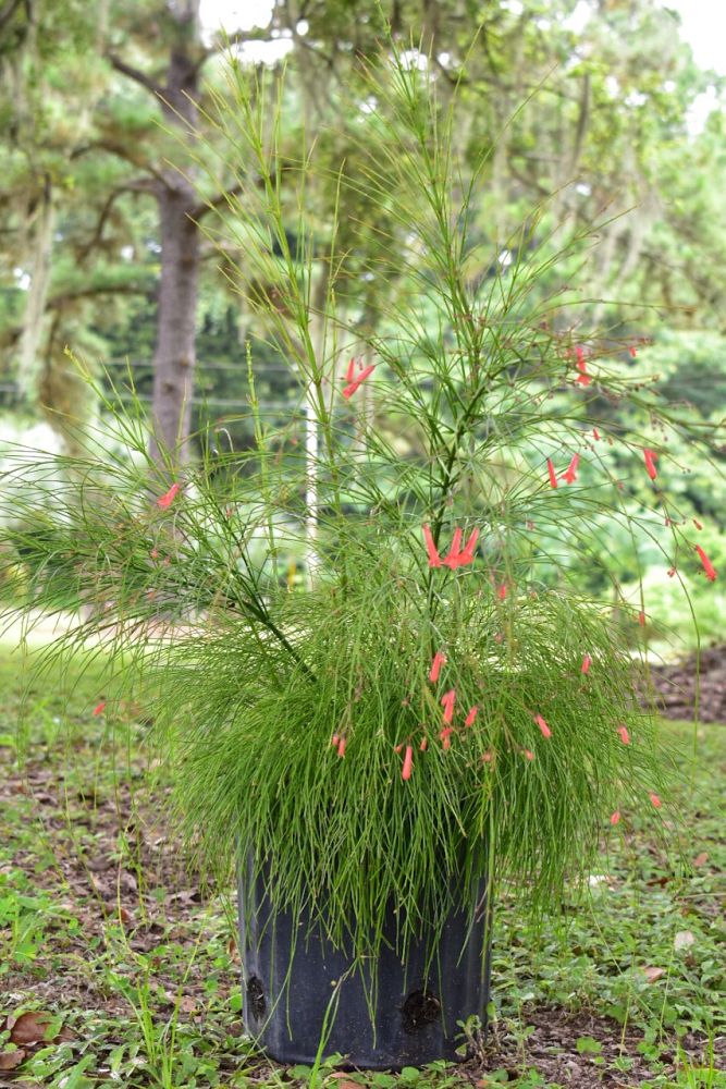 russelia-equisetiformis-firecracker-bush