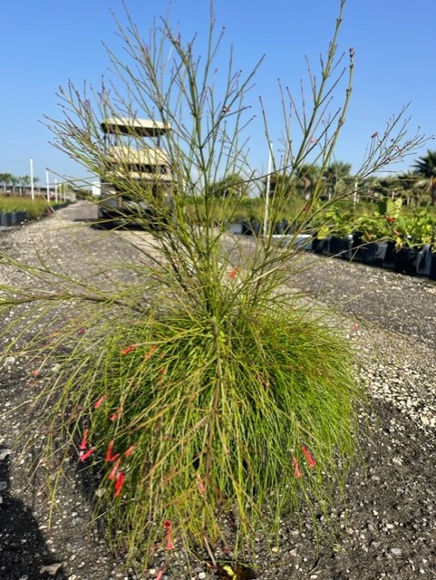 russelia-equisetiformis-firecracker-bush