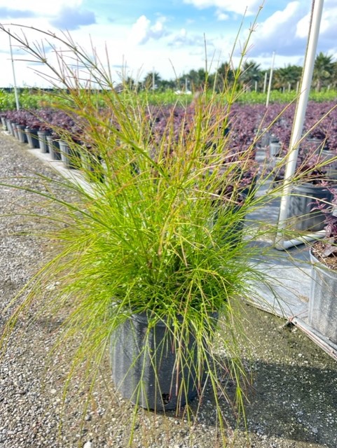 russelia-equisetiformis-firecracker-bush