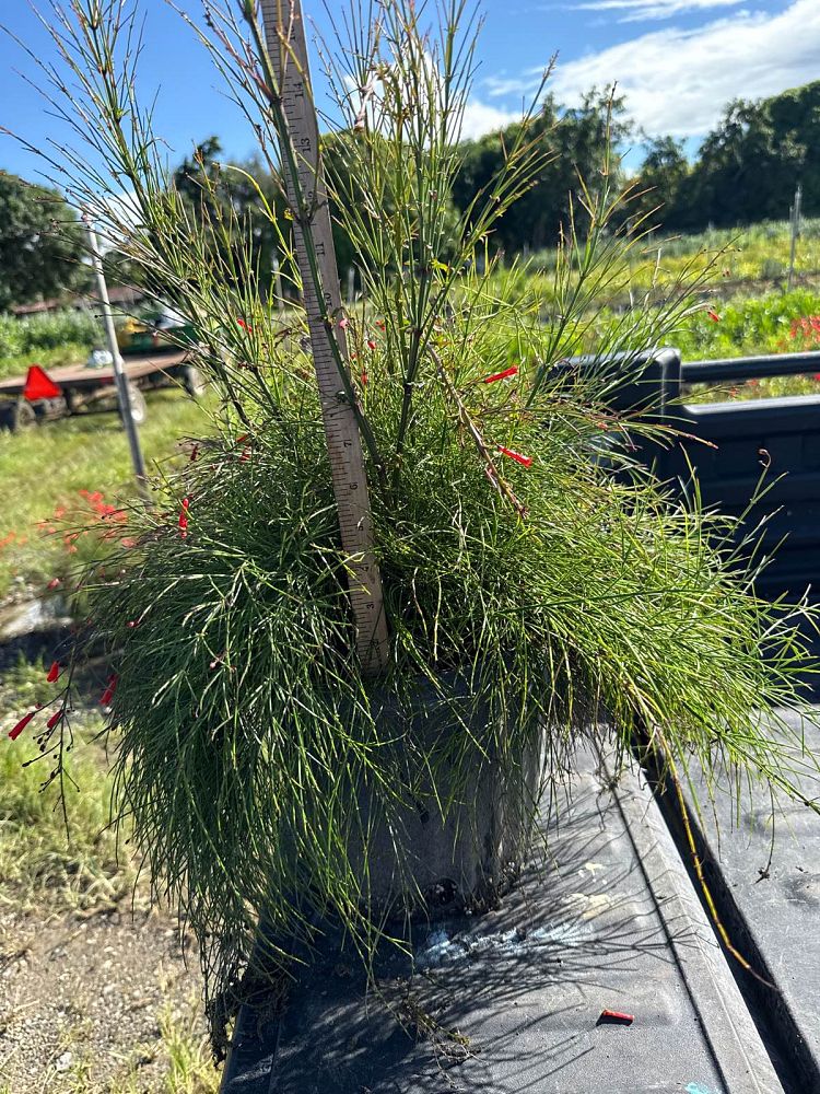 russelia-equisetiformis-firecracker-bush