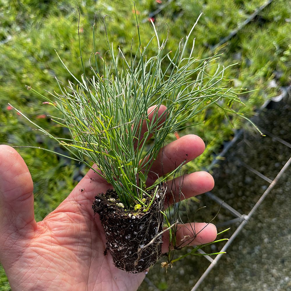 russelia-equisetiformis-firecracker-bush