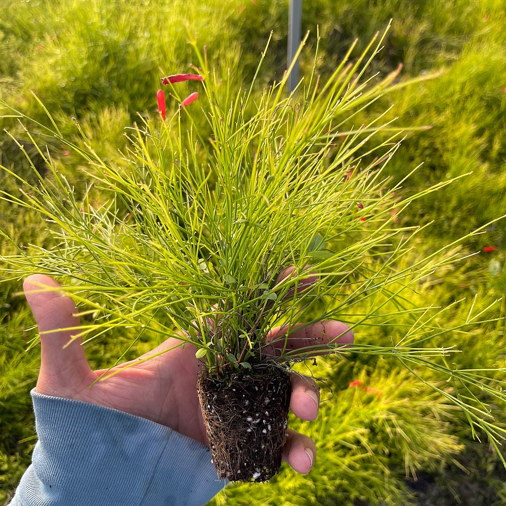 russelia-equisetiformis-firecracker-bush