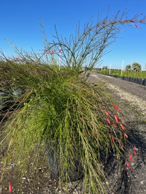 russelia-equisetiformis-firecracker-bush
