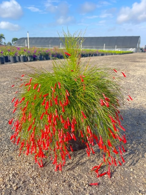 russelia-equisetiformis-firecracker-bush