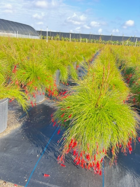 russelia-equisetiformis-firecracker-bush