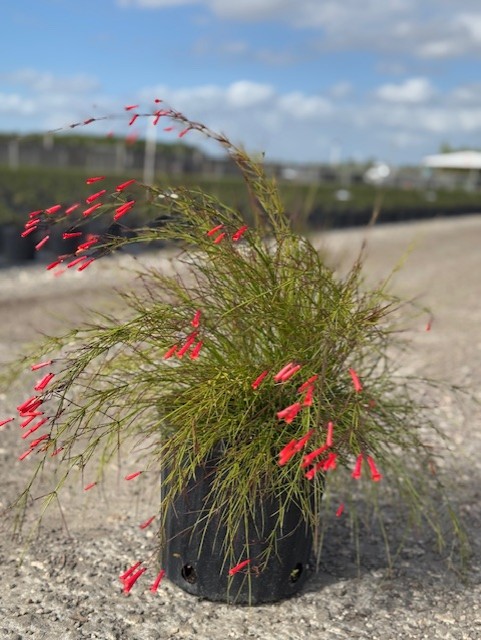 russelia-equisetiformis-firecracker-bush