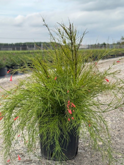 russelia-equisetiformis-firecracker-bush