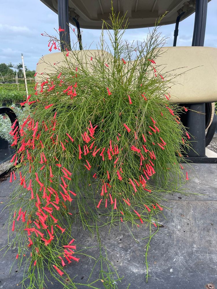 russelia-equisetiformis-firecracker-bush
