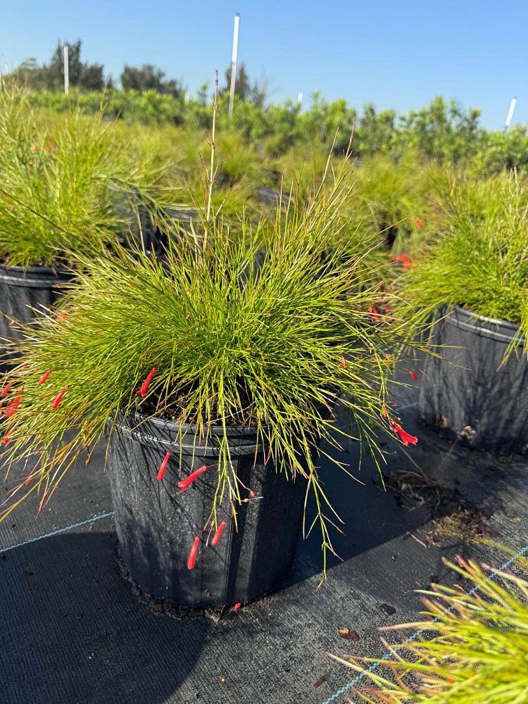 russelia-equisetiformis-firecracker-bush
