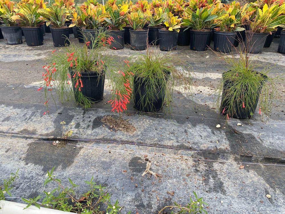 russelia-equisetiformis-firecracker-bush