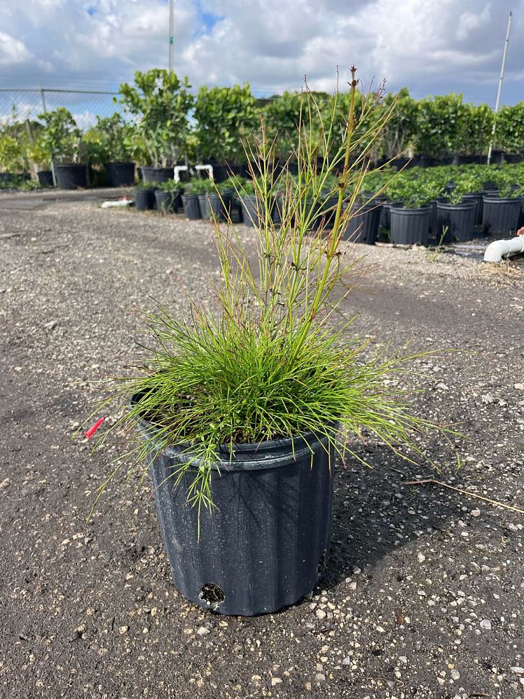 russelia-equisetiformis-firecracker-bush
