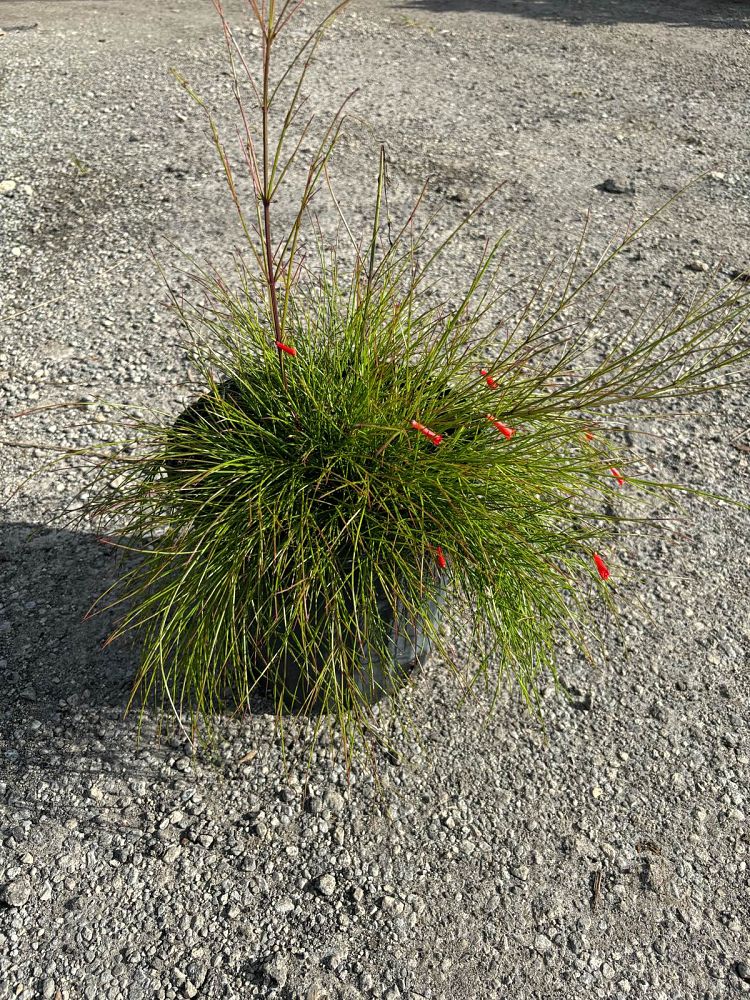russelia-equisetiformis-firecracker-bush