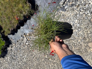 russelia-equisetiformis-firecracker-bush