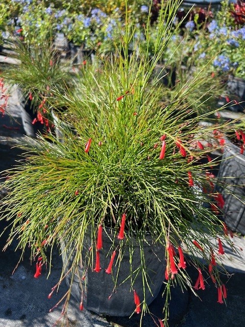 russelia-equisetiformis-firecracker-bush