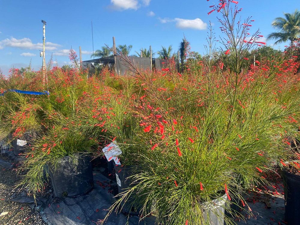 russelia-equisetiformis-firecracker-bush