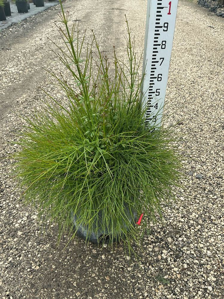 russelia-equisetiformis-firecracker-bush