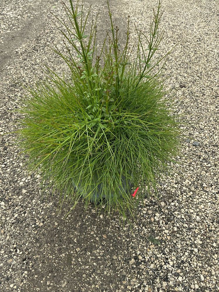 russelia-equisetiformis-firecracker-bush