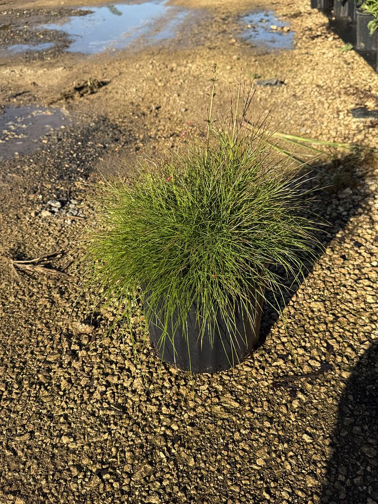 russelia-equisetiformis-firecracker-bush